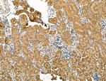 CHRNA7 Antibody in Immunohistochemistry (Paraffin) (IHC (P))