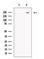 Ninein Antibody in Western Blot (WB)