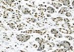 NKAP Antibody in Immunohistochemistry (Paraffin) (IHC (P))