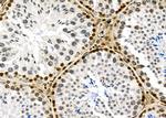 NKAP Antibody in Immunohistochemistry (Paraffin) (IHC (P))