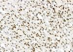 NKAP Antibody in Immunohistochemistry (Paraffin) (IHC (P))