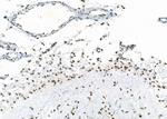 NKAP Antibody in Immunohistochemistry (Paraffin) (IHC (P))