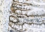 NKAP Antibody in Immunohistochemistry (Paraffin) (IHC (P))