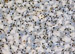 NKAP Antibody in Immunohistochemistry (Paraffin) (IHC (P))