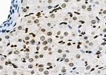 NKAP Antibody in Immunohistochemistry (Paraffin) (IHC (P))