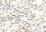 NKAP Antibody in Immunohistochemistry (Paraffin) (IHC (P))