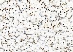 NKAP Antibody in Immunohistochemistry (Paraffin) (IHC (P))