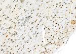 NKAP Antibody in Immunohistochemistry (Paraffin) (IHC (P))