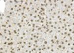 NKAP Antibody in Immunohistochemistry (Paraffin) (IHC (P))