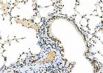 NKAP Antibody in Immunohistochemistry (Paraffin) (IHC (P))