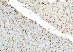 NKAP Antibody in Immunohistochemistry (Paraffin) (IHC (P))