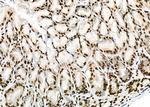 NKAP Antibody in Immunohistochemistry (Paraffin) (IHC (P))