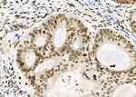 NKAP Antibody in Immunohistochemistry (Paraffin) (IHC (P))