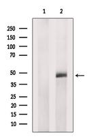 NKAP Antibody in Western Blot (WB)