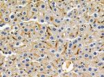 Neuroligin 2 Antibody in Immunohistochemistry (Paraffin) (IHC (P))