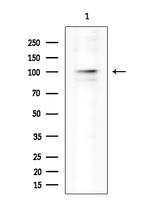 NLRP3 Antibody in Western Blot (WB)