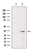 NMNAT2 Antibody in Western Blot (WB)