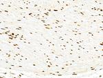 PXR Antibody in Immunohistochemistry (Paraffin) (IHC (P))