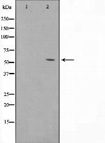 PXR Antibody in Western Blot (WB)