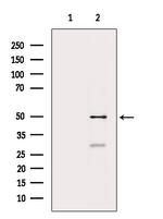 PXR Antibody in Western Blot (WB)