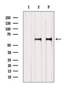 NOR-1 Antibody in Western Blot (WB)