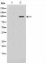 NFE2L2 Antibody in Western Blot (WB)