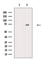 NFE2L2 Antibody in Western Blot (WB)