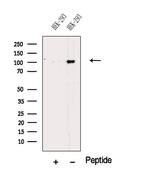 Nucleolin Antibody in Western Blot (WB)