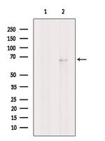 Nurr1 Antibody in Western Blot (WB)