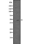 OAS1 Antibody in Western Blot (WB)