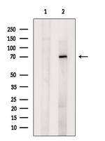 OAS2 Antibody in Western Blot (WB)