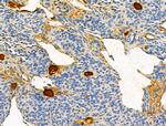 OFD1 Antibody in Immunohistochemistry (Paraffin) (IHC (P))