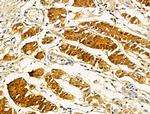 OFD1 Antibody in Immunohistochemistry (Paraffin) (IHC (P))