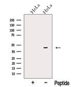 OFD1 Antibody in Western Blot (WB)