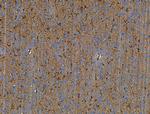 OLFM4 Antibody in Immunohistochemistry (Paraffin) (IHC (P))