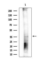 OLIG1 Antibody in Western Blot (WB)