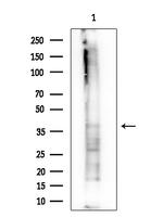 OLIG1 Antibody in Western Blot (WB)