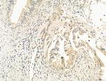 OSBP Antibody in Immunohistochemistry (Paraffin) (IHC (P))