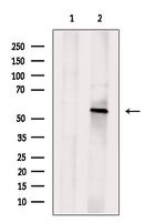 ORP2 Antibody in Western Blot (WB)