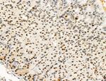 SP7 Antibody in Immunohistochemistry (Paraffin) (IHC (P))