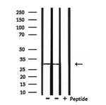 OTUB1 Antibody in Western Blot (WB)