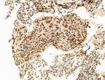 OVOL2 Antibody in Immunohistochemistry (Paraffin) (IHC (P))