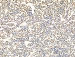 OVOL2 Antibody in Immunohistochemistry (Paraffin) (IHC (P))