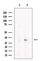 OVOL2 Antibody in Western Blot (WB)