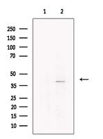 p40 Antibody in Western Blot (WB)