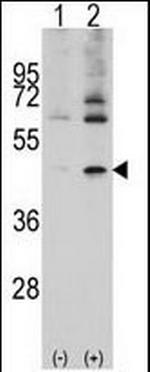 Actin Antibody in Western Blot (WB)