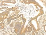 PAG1 Antibody in Immunohistochemistry (Paraffin) (IHC (P))