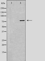 PAK5 Antibody in Western Blot (WB)