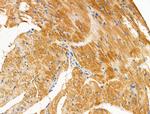 PAPPA2 Antibody in Immunohistochemistry (Paraffin) (IHC (P))