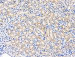 PAPPA2 Antibody in Immunohistochemistry (Paraffin) (IHC (P))